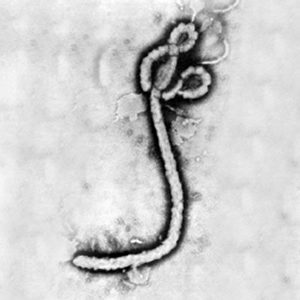 อีโบล่า Ebola